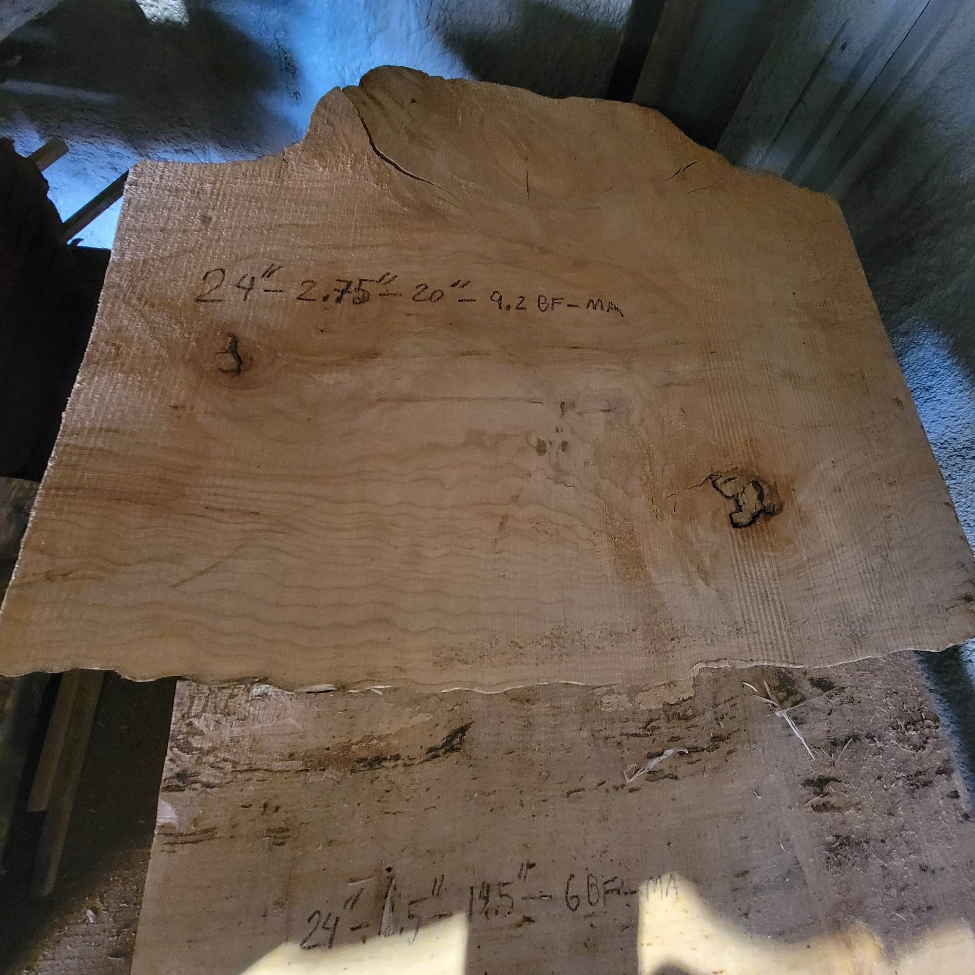 Big Leaf Maple